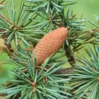 Cedarwood Essential Oil Atlas 4